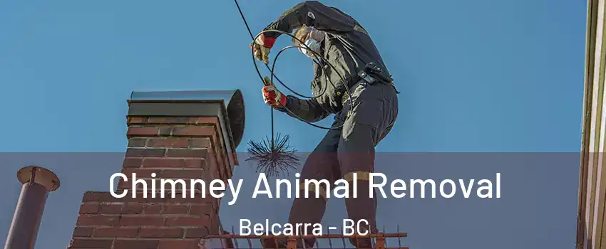  Chimney Animal Removal Belcarra - BC