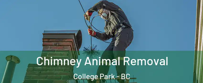  Chimney Animal Removal College Park - BC