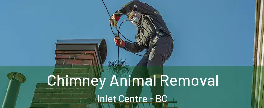  Chimney Animal Removal Inlet Centre - BC
