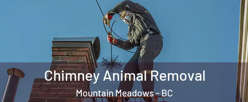  Chimney Animal Removal Mountain Meadows - BC