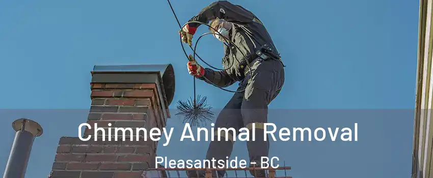  Chimney Animal Removal Pleasantside - BC